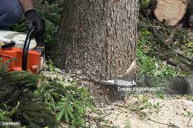 Best Tree Risk Assessment  in Rose Hills, CA