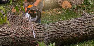 Best Hazardous Tree Removal  in Rose Hills, CA
