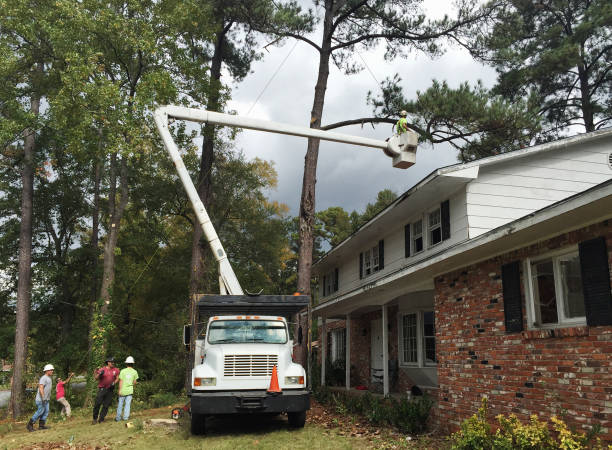 Reliable Rose Hills, CA Tree Care Solutions