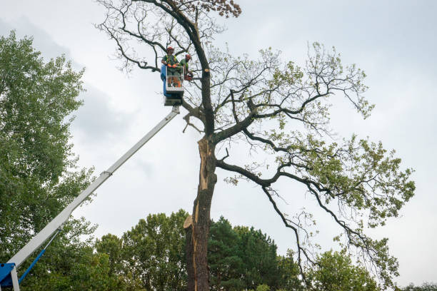 Best Tree Removal  in Rose Hills, CA